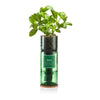 Hydro Herb Basilic